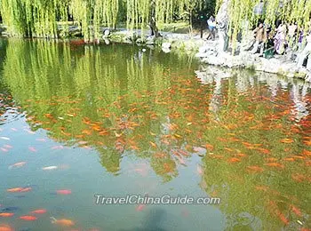 The red carp are playing in the water so happily.